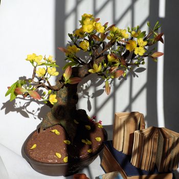 Vietnam spring flower for home decoration in springtime, handmade apricot blossom make from clay, amazing artwork with shade on white background, this kind of bonsai is tradition ornament on tet