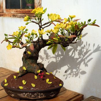 Vietnam spring flower for home decoration in springtime, handmade apricot blossom make from clay, amazing artwork with shade on white background, this kind of bonsai is tradition ornament on tet