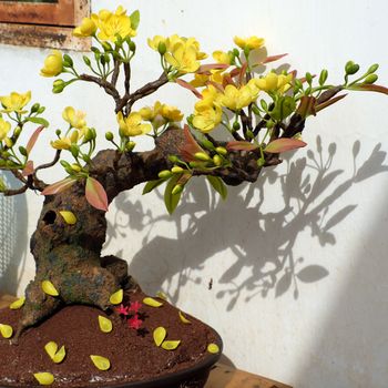 Vietnam spring flower for home decoration in springtime, handmade apricot blossom make from clay, amazing artwork with shade on white background, this kind of bonsai is tradition ornament on tet