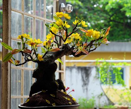 Vietnam spring flower for home decoration in springtime, handmade apricot blossom make from clay, amazing artwork with shade on white background, this kind of bonsai is tradition ornament on tet