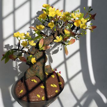 Vietnam spring flower for home decoration in springtime, handmade apricot blossom make from clay, amazing artwork with shade on white background, this kind of bonsai is tradition ornament on tet
