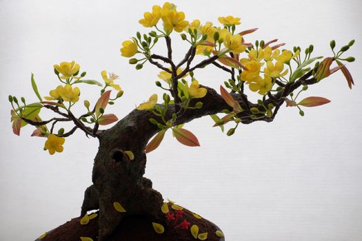 Vietnam spring flower for home decoration in springtime, handmade apricot blossom make from clay, amazing artwork with shade on white background, this kind of bonsai is tradition ornament on tet