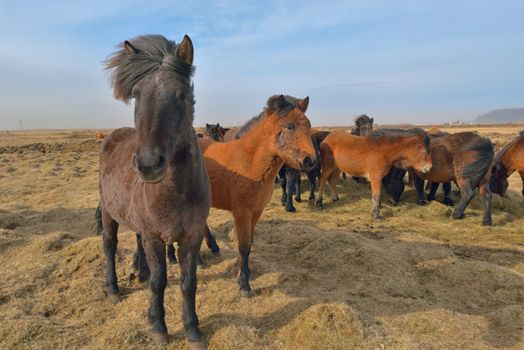 Beautiful icelandic horses in spring, Iceland