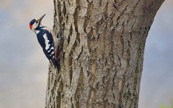 Male great spotted woodpecker (Dendrocopos major) on tree brunch