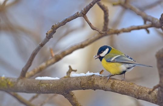 Great tit on branch in winter forest