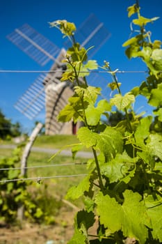 Vineyards and windmill near Loupiac, Gironde, Aquitaine, France