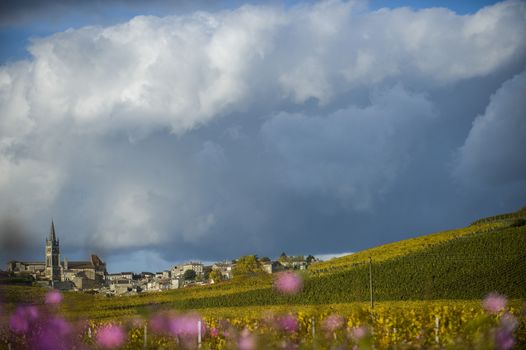 Vineyards of Saint Emilion, Bordeaux Vineyards, France