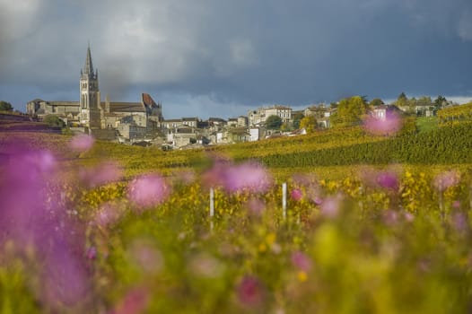 Vineyards of Saint Emilion, Bordeaux Vineyards, France