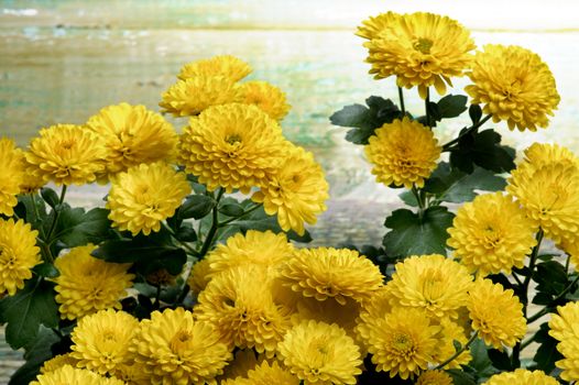 Bunch of Beauty Small Yellow Chrysanthemum closeup on Green Cracked Wooden background