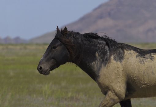 Dark wild stallion smeared with mud after rolling in wet dirt and sand around waterhole at Onaqui Horse Management Area in Utah.