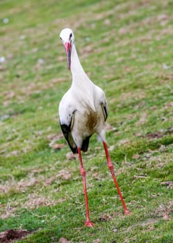 Close up on black and white stork ( Ciconia ciconia Linnaeus ) in natural park