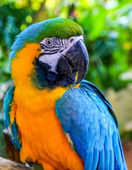 Blue-and-yellow macaw (Ara ararauna), Macaw parrot