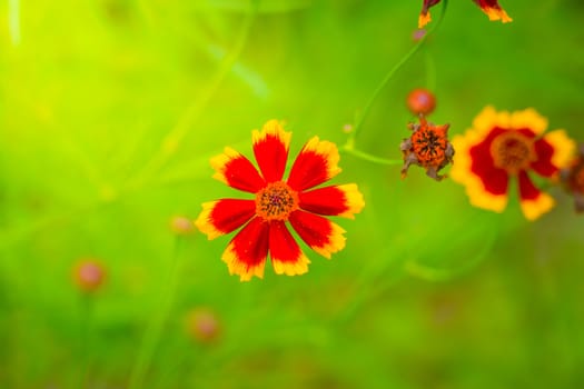 The background image of the colorful flowers, background nature