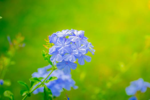 The background image of the colorful flowers, background nature