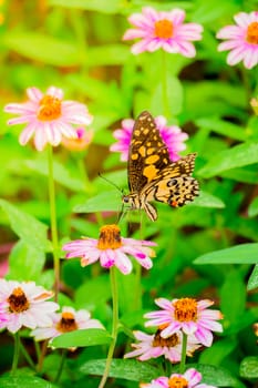 The background image of the colorful flowers, background nature