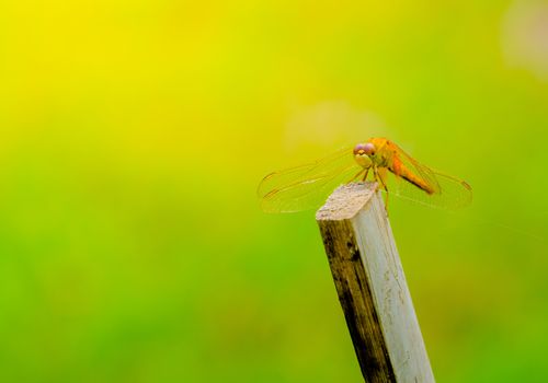 dragonfly outdoor on wet morning, nature background