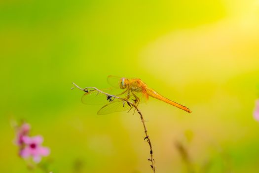 dragonfly outdoor on wet morning, nature background