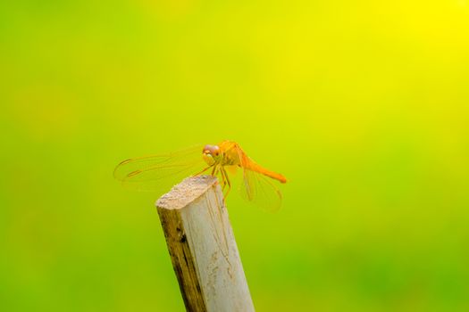 dragonfly outdoor on wet morning, nature background