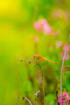 dragonfly outdoor on wet morning, nature background