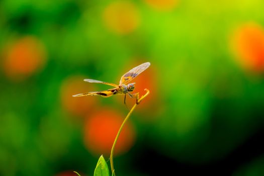 dragonfly outdoor on wet morning, nature background