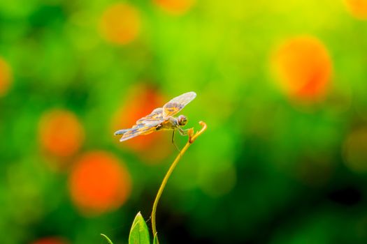 dragonfly outdoor on wet morning, nature background