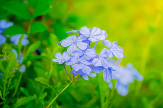 The background image of the colorful flowers, background nature