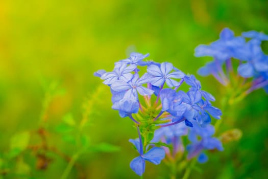 The background image of the colorful flowers, background nature