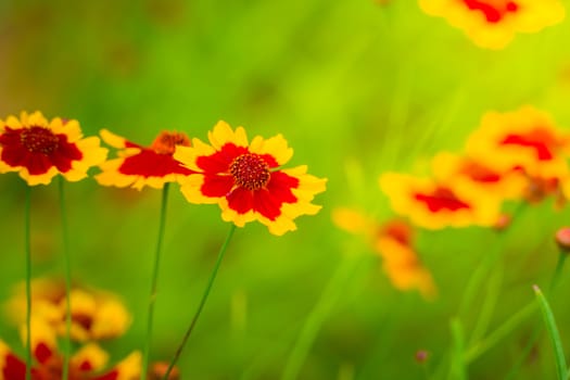 The background image of the colorful flowers, background nature