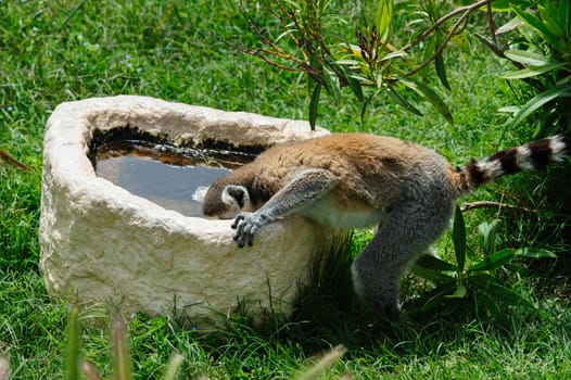 One Ring-tailed Lemur drinks the water from stone pot