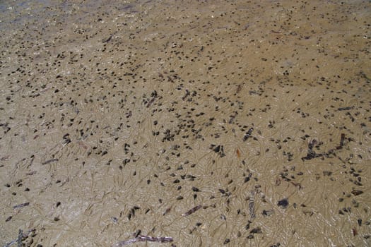 many shell on sand on the beach