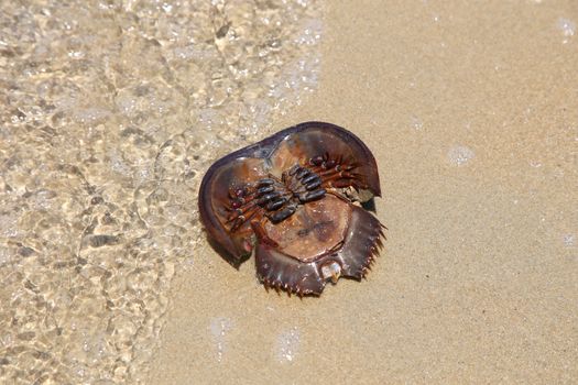 dead Horseshoe Crab on sand beach