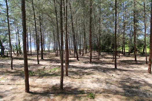 pine tree on the beach in nature