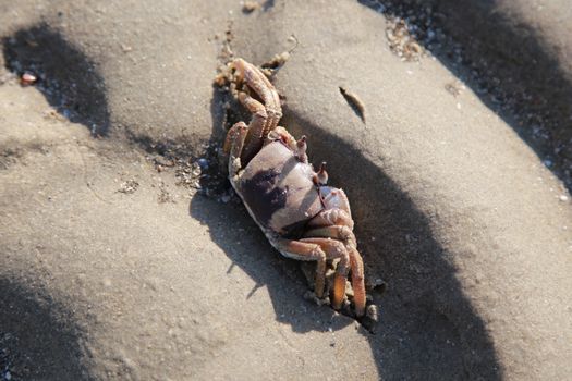 close up of Crab photo in sand of the beach