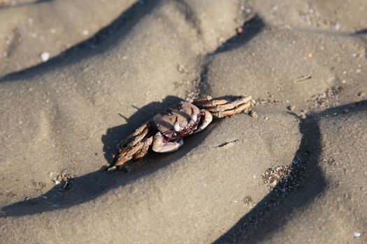 crab on sand of the beach close up photo