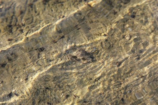 clear sea water can see crab on sand