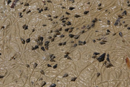 many shell on sand on the beach