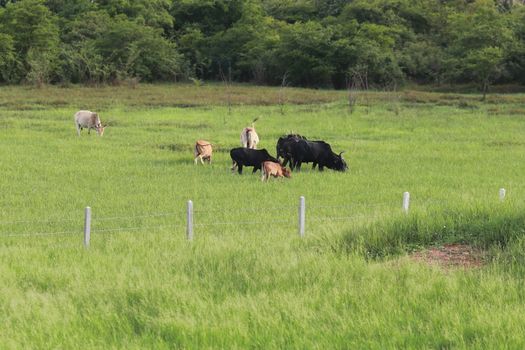 group of cow in fense with green grass surround