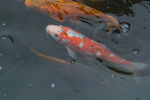 Colorful beautiful carp, Koi carp in a natural pond.