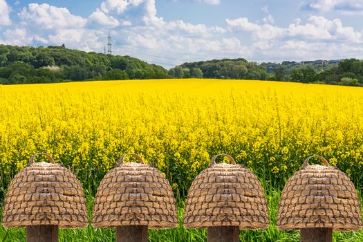 Five old beehives of straw in front of a blooming rape field with beautiful blue sky in the background.