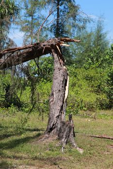 broken tree with forest background