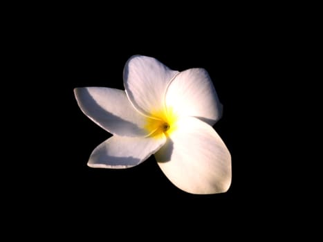 White flowers on a black background represents peace.