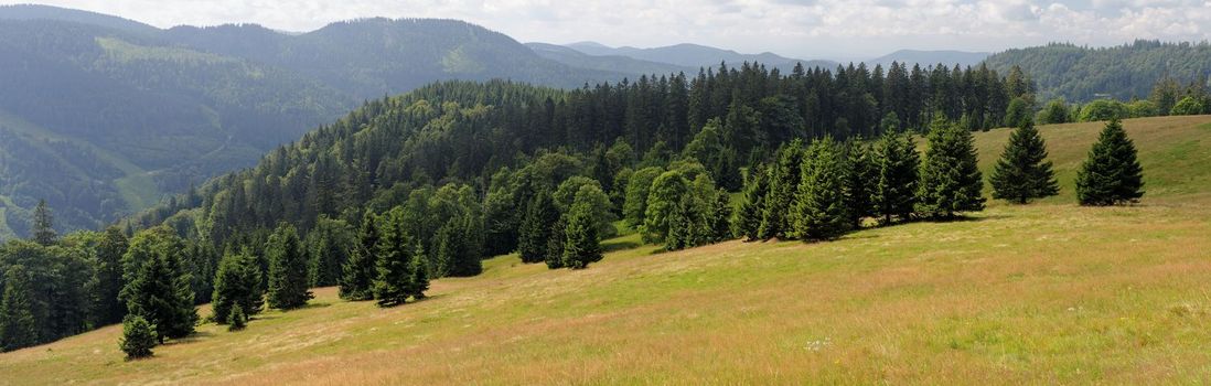 Picturesque spruce grove on slope of Feldberg mountain in Schwarzwald, Germany