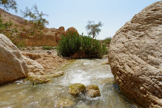 Small creek in the desert (Wadi Ibn Hammad in Jordan)