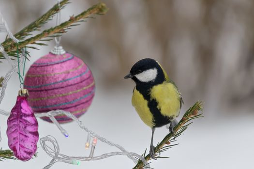 Titmouse sitting on a branch of spruce, decorated for Christmas. Selective focus