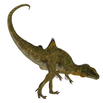 Concavenator was a carnivorous theropod dinosaur that lived in Spain in the Cretaceous Period.