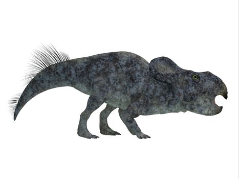 Protoceratops was a herbivorous Ceratopsian dinosaur that lived in Mongolia in the Cretaceous Period.