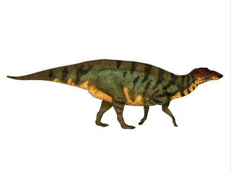 Shuangmiaosaurus was a herbivorous iguanodont dinosaur that lived in China in the Cretaceous Period.