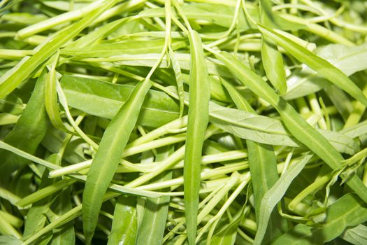 Closeup of fresh Water spinach use for background