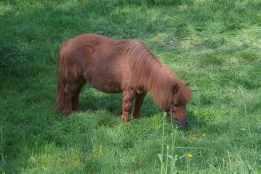 Beautiful brown pony in a pasture in the summer.