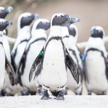Group of African penguin (spheniscus demersus), selective focus